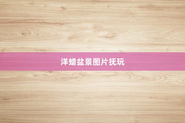 洋蜡盆景图片抚玩